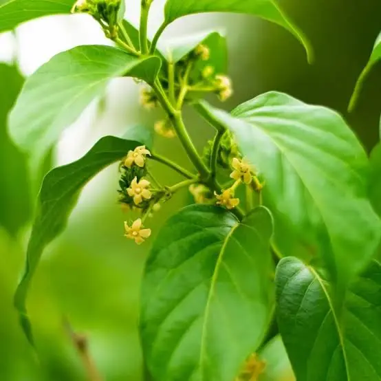 Gymnema Sylvestre