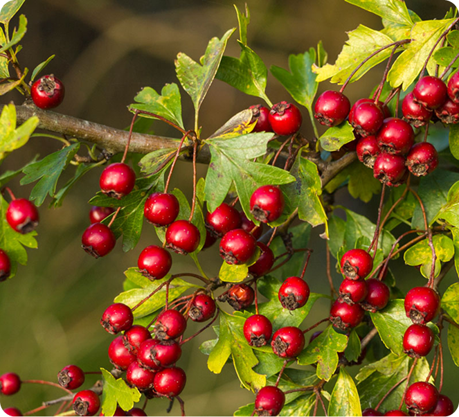 Hawthorn Berry